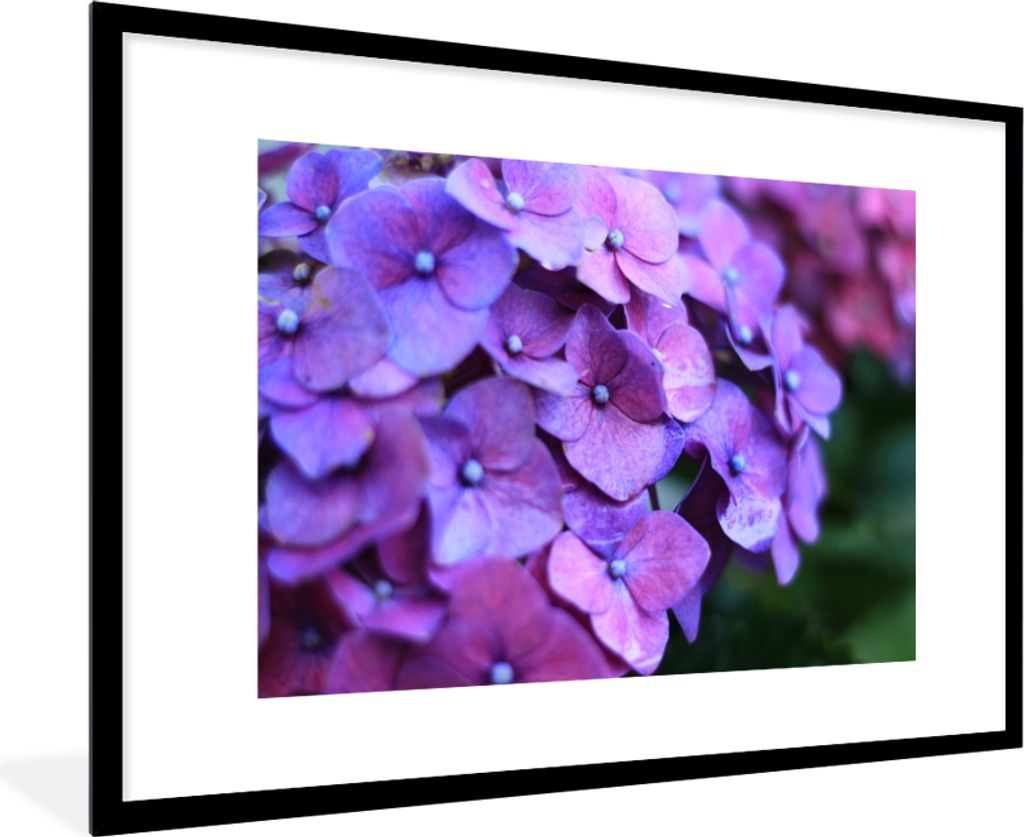 MuchoWow Gerahmtes Poster Blumen - Lila - Hortensie - Natur - Blütenblätter 90x60 cm - Poster mit Schwarzem Bilderrahmen Wandposter Rahmen Foto...