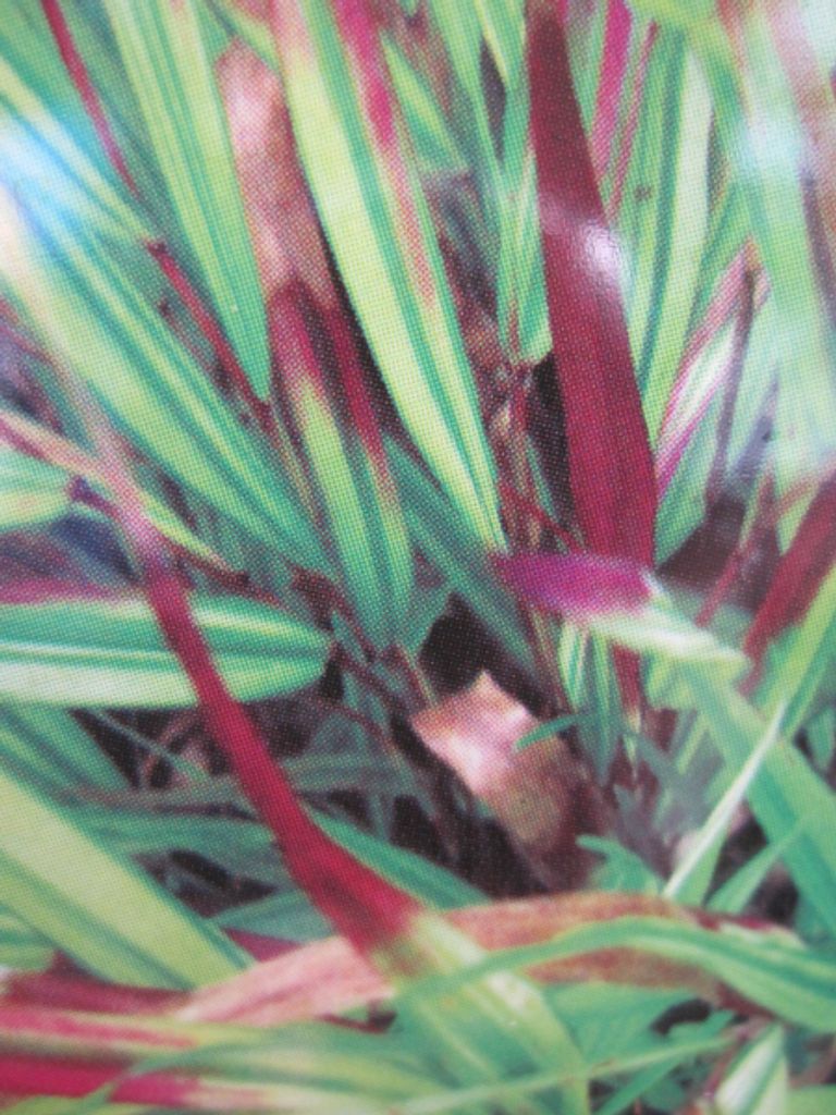 Japanische Berggras Nicolas - Hakonechloa macra Nicolas