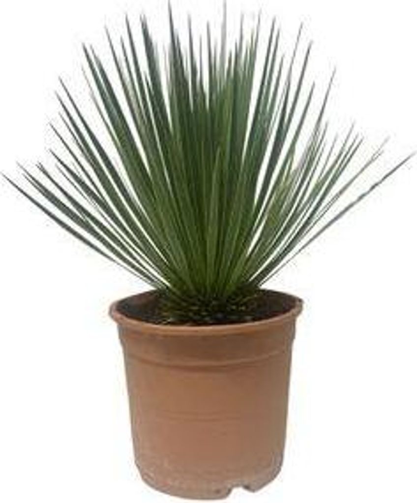 Yucca Rostrata Palmlilie – Zimmerpflanze 60cm – Ø24cm – Robust, Winterhart – Silbrig-blaue schmale Blätter – Pflegeleicht & Trockenheit...