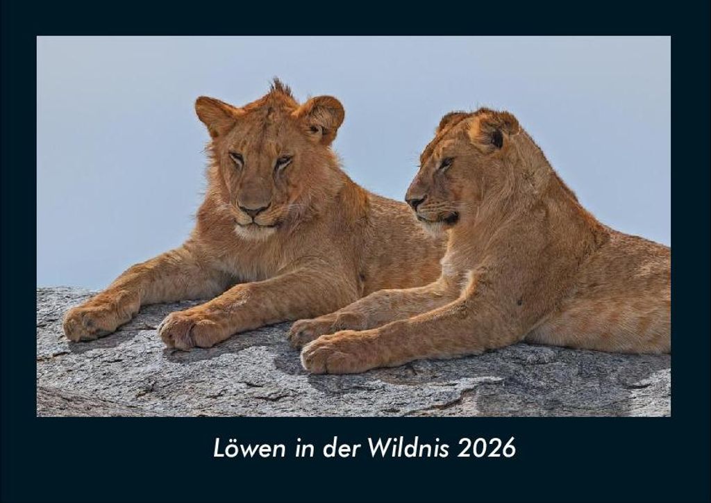 Löwen in der Wildnis 2026 Fotokalender - Querformat DIN A4, Monatskalender mit Bild-Motiven von Haustieren, Bauernhof, wilden Tieren und Raubtieren