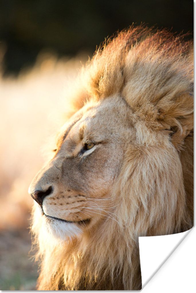 MuchoWow Poster Profil- Löwe - Tiere 40x60 cm - Plakate für die Wand - Poster Babyzimmer