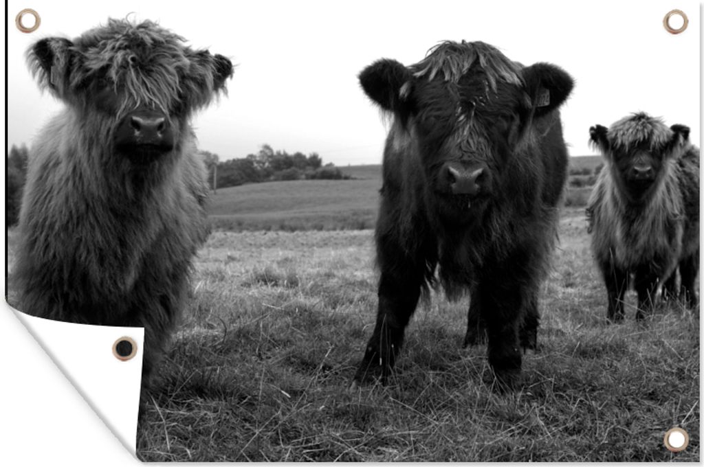 MuchoWow 120x80 cm Outdoor-Poster Gartendeko Sichtschutz Garten Poster für den Garten Schottische Highlander - Kühe - Natur - Grün - Gras