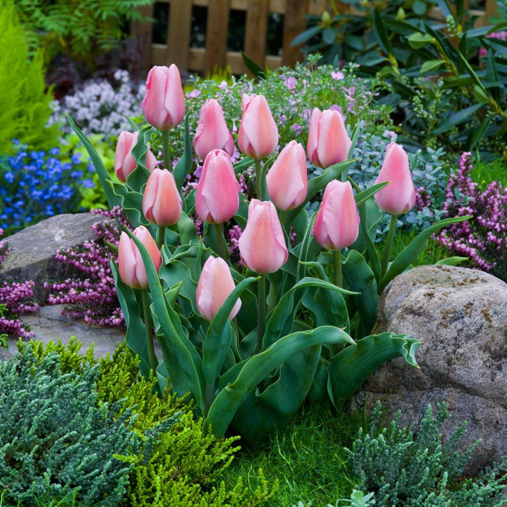 Tulipani Bulbi Bulbi Fiori Tulipano trionfo Synaeda Amor 5 Immagine del prodotto 
