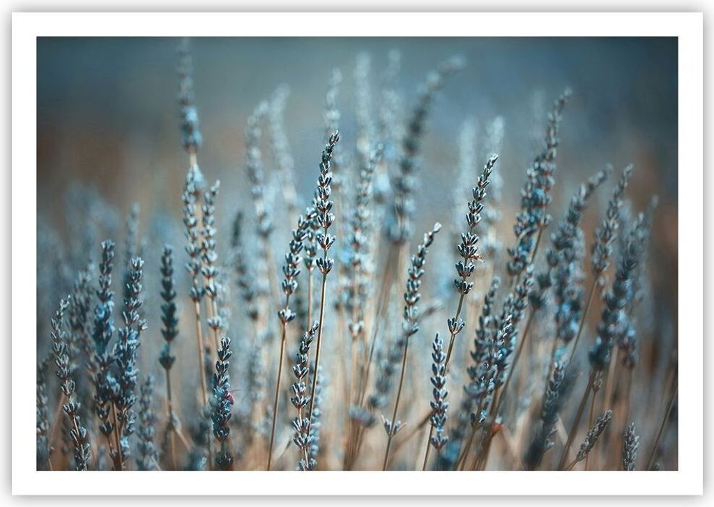 Poster - Poster ohne Rahmen - Lavendel Klinge Blume - 100x70 cm - Wand Bild - Wanddeko - Wandbilder - Kunstposter - Wandposter - Bilder - Kunstdruc...