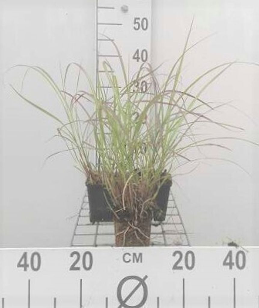 6 x Miscanthus sin. 'Krater' - Chinaschilf - Topf 9 x 9 cm