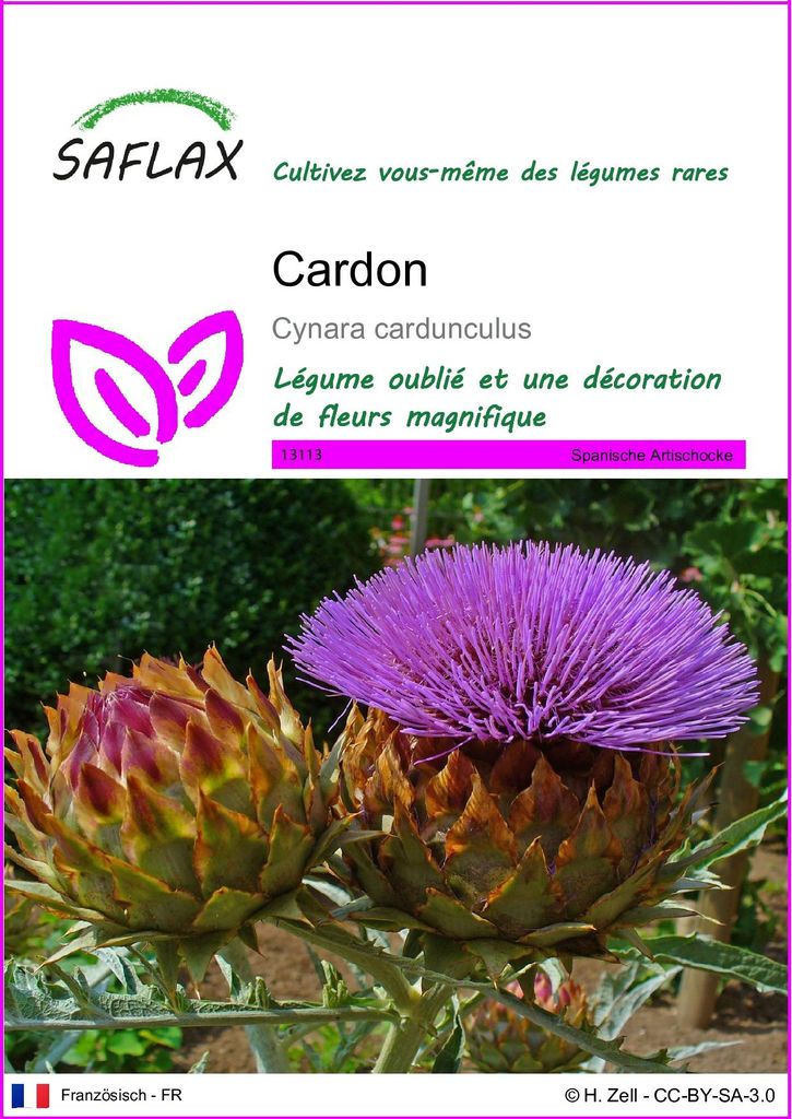 SAFLAX  - Cardon - 50 graines - Cynara Image du produit 