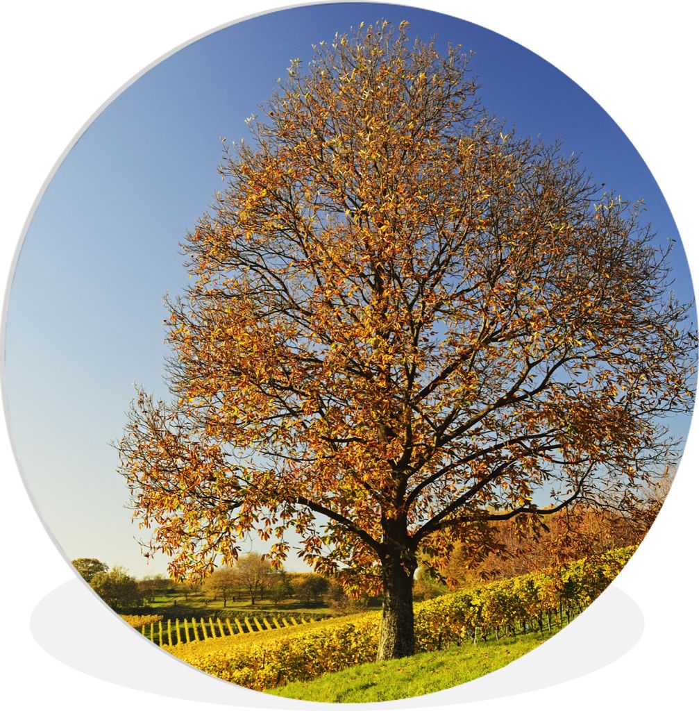 MuchoWow Rundes Wandbild - Runde Bilder Kastanienbaum in einer Weinberglandschaft Ø 90 cm Kreis Wanddekoration Kunststoff - Wandkreis - Wandschm...