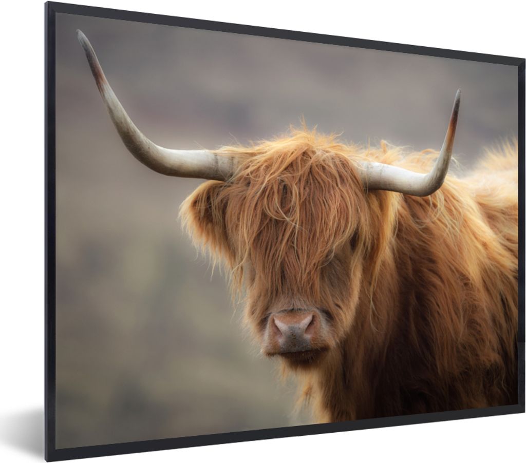 MuchoWow Gerahmtes Poster Schottischer Highlander - Hörner - Haare 40x30 cm - Poster mit Schwarzem Bilderrahmen Wandposter Rahmen Foto Bilder - ...