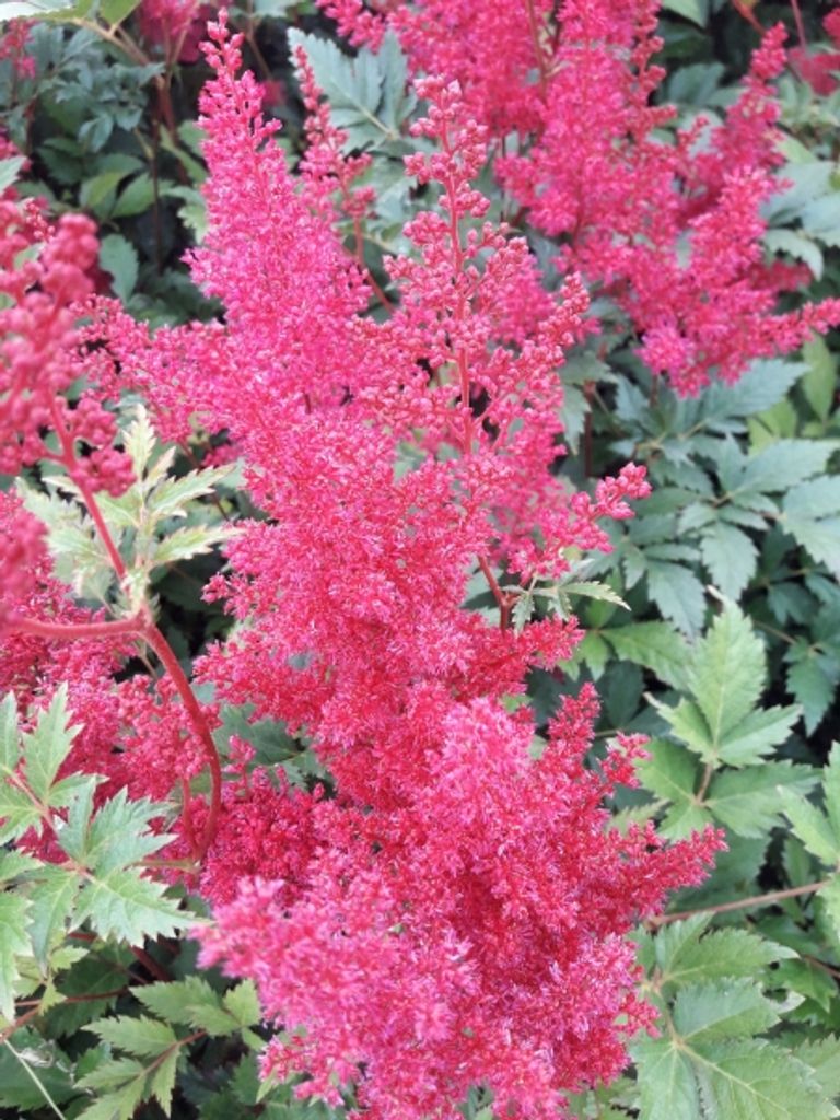 Astilbe japonica Montgomery - Prachtspiere Montgomery