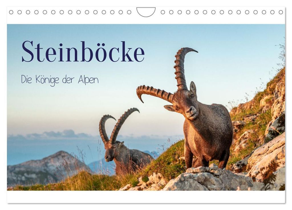 Steinböcke - Die Könige der Alpen (Wandkalender 2027 DIN A4 quer), CALVENDO Monatskalender