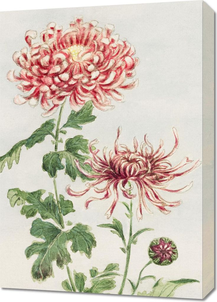 Bild 50x70cm Kiku, Morikaga Japanisch Vintage für das Wohnzimmer