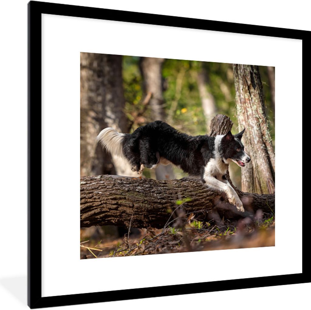 MuchoWow Gerahmtes Poster Ein schwarzer und weißer Border Collie springt über einen Baumstamm 40x40 cm - Poster mit Schwarzem Bilderrahmen Wand...