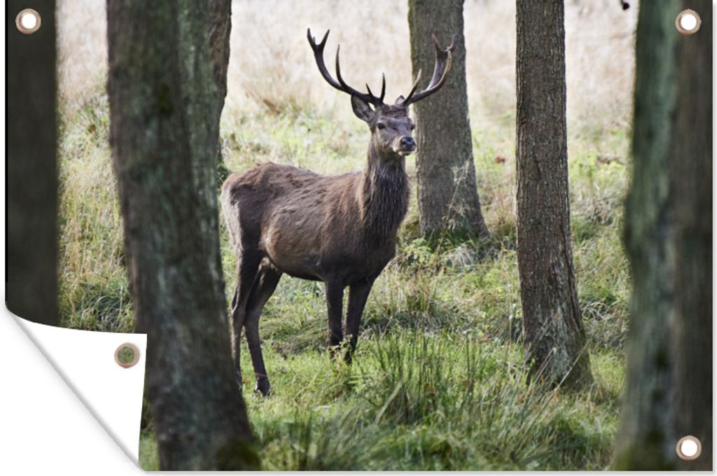 MuchoWow 60x40 cm Outdoor-Poster Gartendeko Sichtschutz Garten Poster für den Garten Hirsche - Bäume - Gras