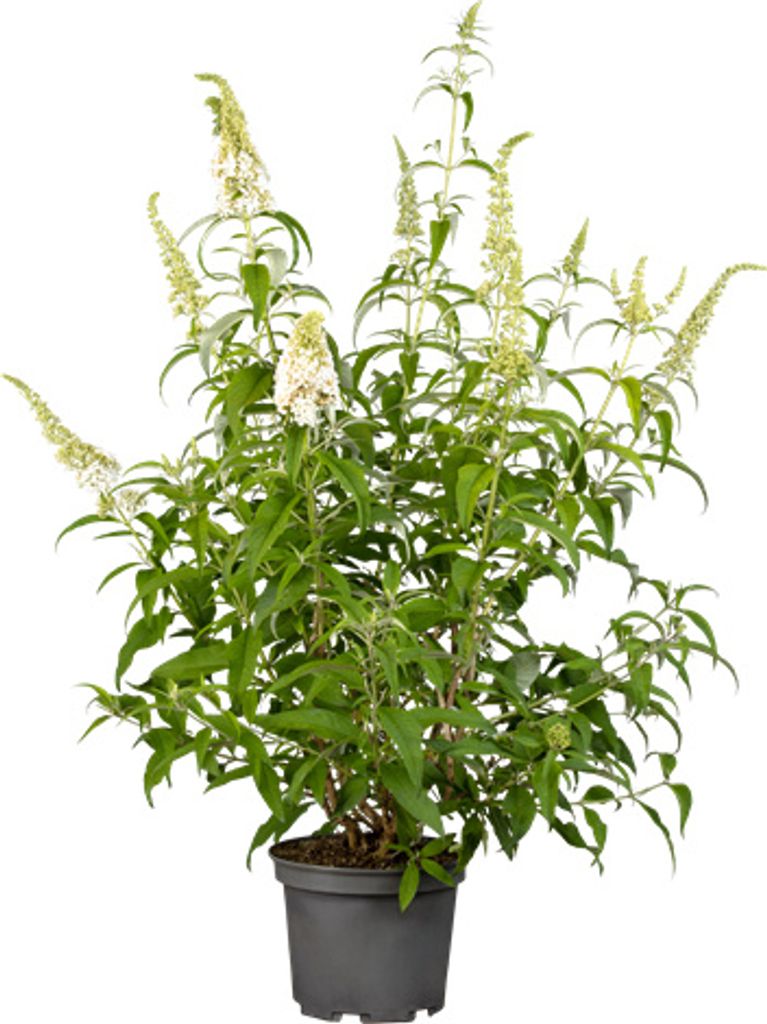 Buddleja 'White Profusion', Schmetterlingsflieder, weiß, Produktbild 