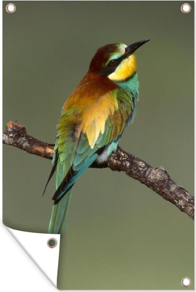 MuchoWow 40x60 cm Outdoor-Poster Gartendeko Sichtschutz Garten Poster für den Garten Bienenfresser (Merops apiaster) auf einem Ast sitzend, Sard...