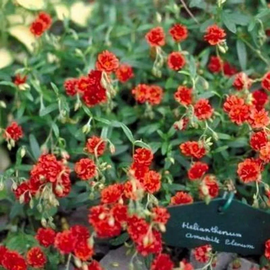 Hélianthème Amabile Plenum Rouge Double - Lot de 6 Vivaces Résistantes