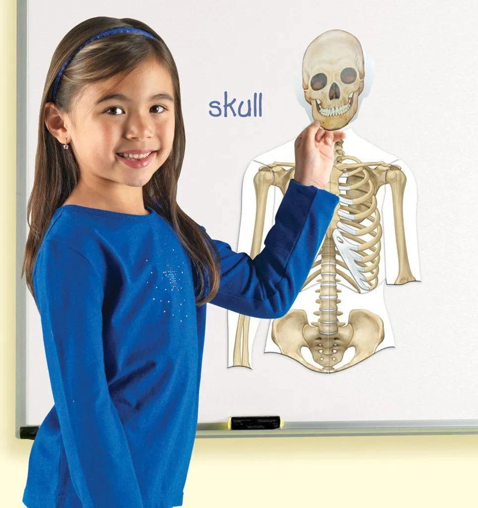 Comprendre l'anatomie facilement - Modèle de corps humain magnétique