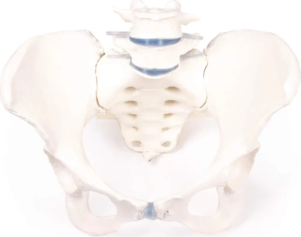 Modèle de bassin féminin Erler-Zimmer avec sacrum et 2 vertèbres L1-L2