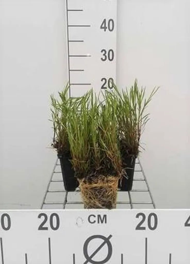 Lot de 6 plantes vivaces Coreopsis rosea American Dream rose pour massif