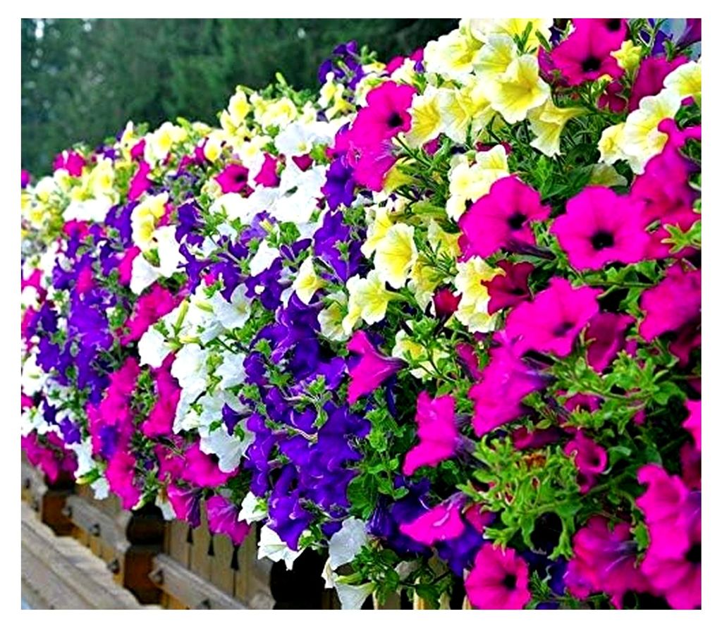 Hänge-, Balkon-Petunie Petunia hybrida pendula Mix 1000 Samen