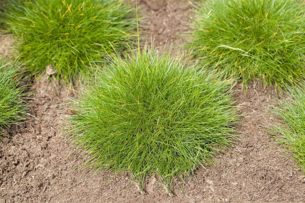 Festuca gautieri 'Teddybär', Bärenfellgras, 2 Liter Container