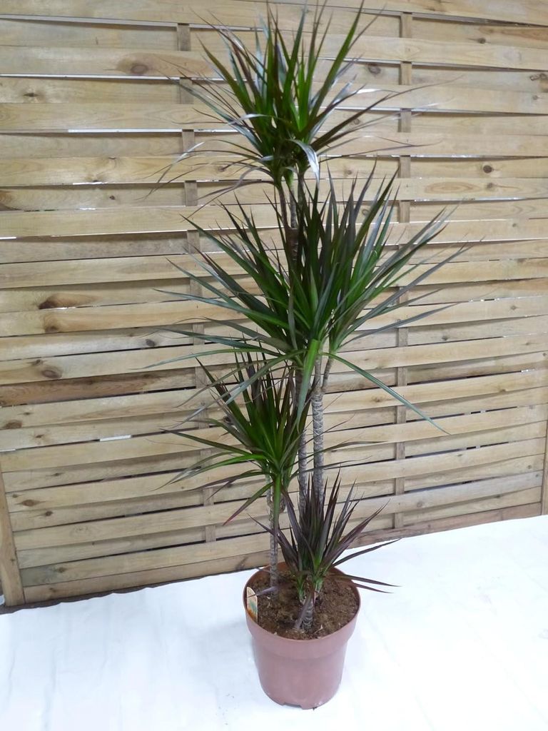 [Palmenlager] - XL Dracaena marginata "magenta" 150 cm / Produktbild 