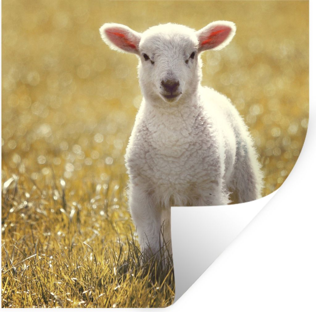 MuchoWow Wandtattoo Wandsticker Wandaufkleber Lamm - Gras - Sonne 80x80 cm Selbstklebend und Repositionierbar - Wierderverwendbar - Selbstklebend
