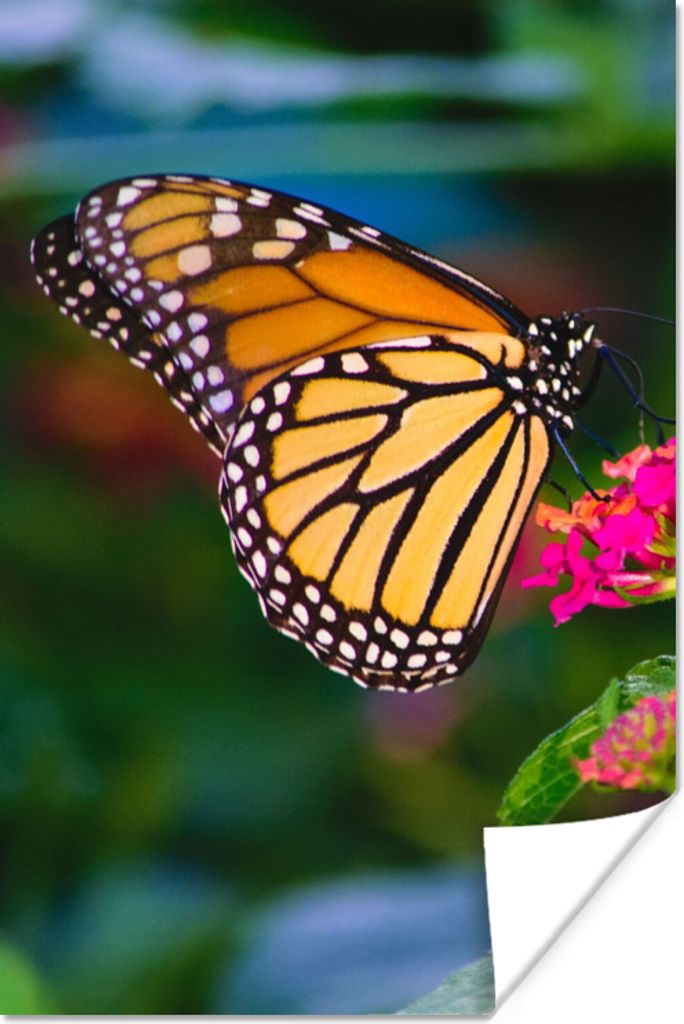 MuchoWow Poster Schmetterlinge - Blume - Natur 60x90 cm - Wanddekoration