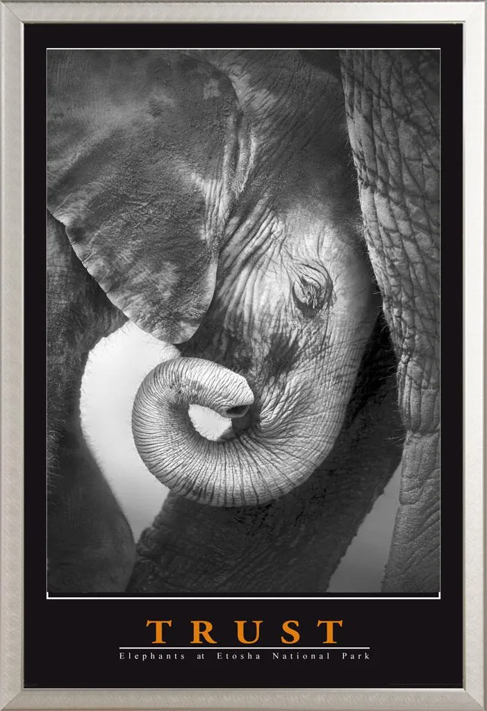 Poster Éléphant Trust Shinsuke Cadre Alu Argenté et Vitre Acrylique HD