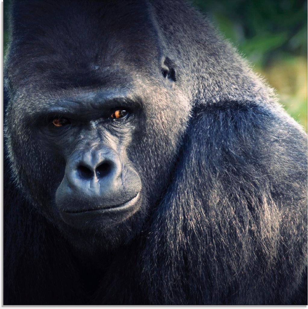 ARTland Glasbild Gorilla Größe: 40x40 cm