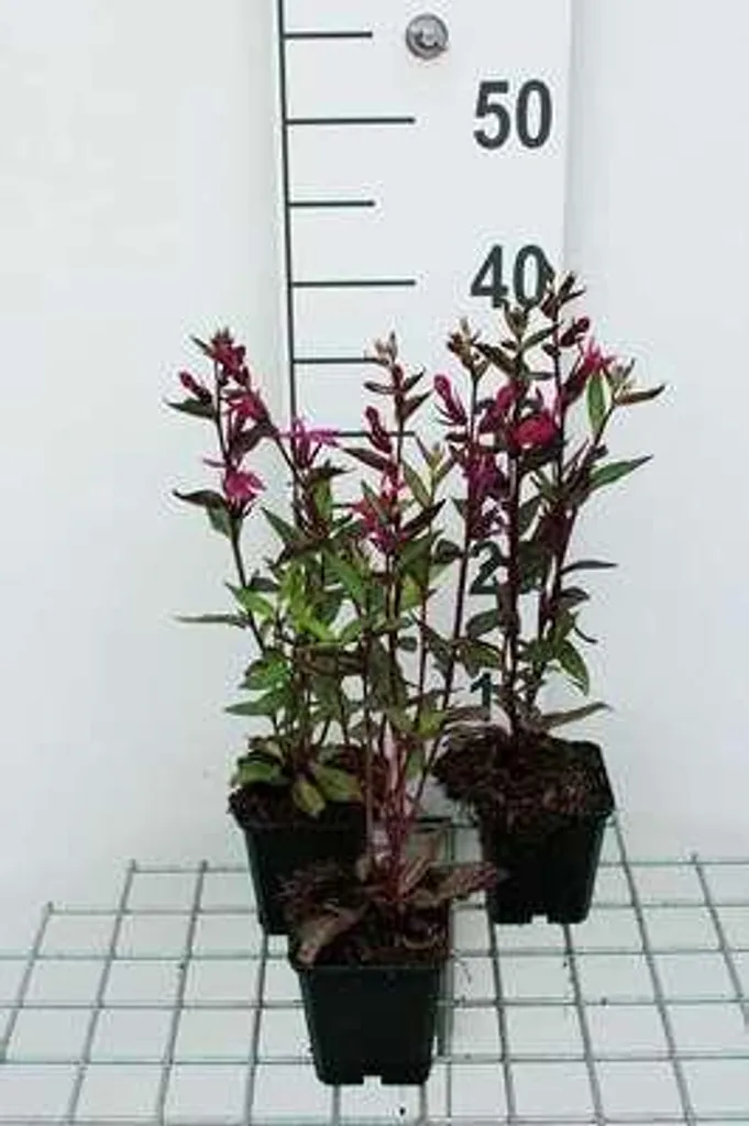 6 Lobelia Tania en pot de 9cm - Plantes vivaces bleues pour jardin