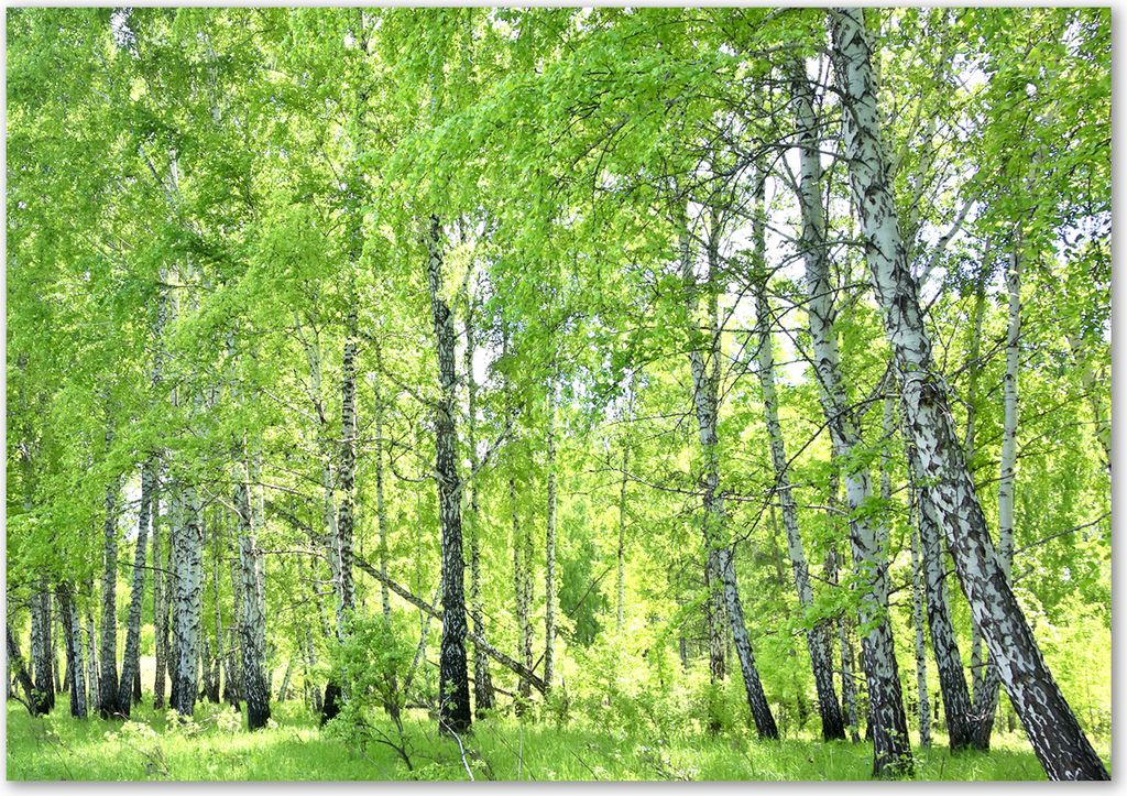 Tulup Leinwandbild - 100x70 cm - Wandkunst - Drucke auf Leinwand - Leinwanddruck - Blumen & Pflanzen - Grün - Birkenwald