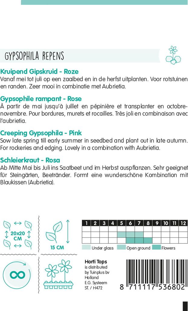 Schleierkraut Rosa | Blumensamen von Hortitops