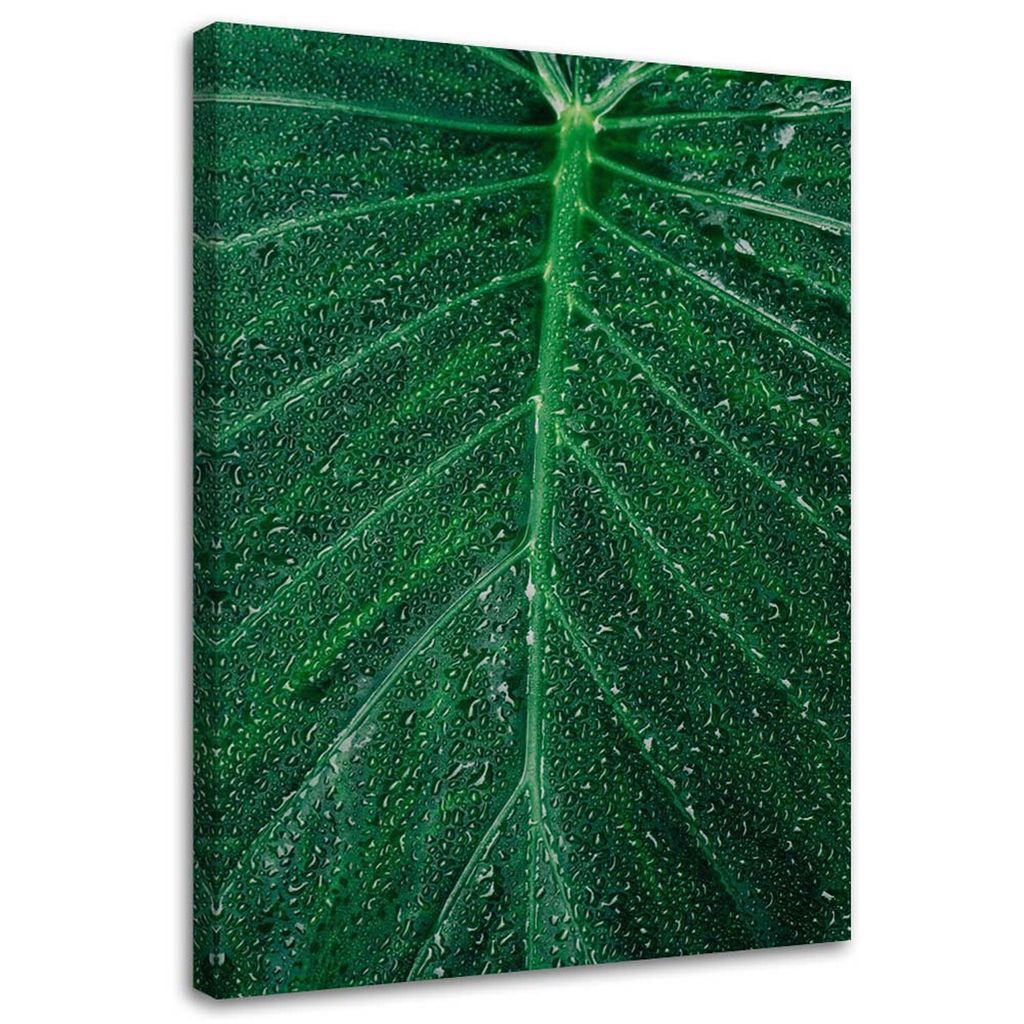 Leinwandbild wassertropfen auf einem großen blatt 40x60 cm Feeby grün wandbild bereit zum aufhängen