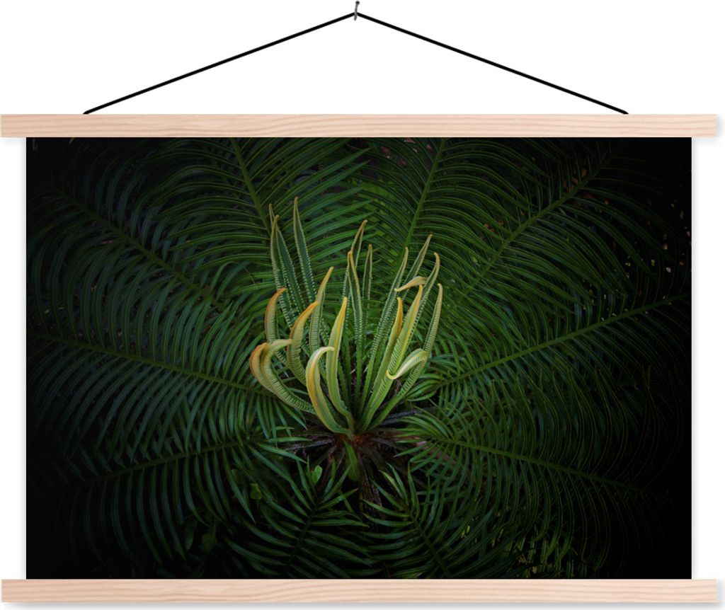 MuchoWow Textilposter Eine blühende Cycas-Pflanze auf schwarzem Hintergrund 120x80 cm mit holzfarbenen Rahmen - Aufhängeset