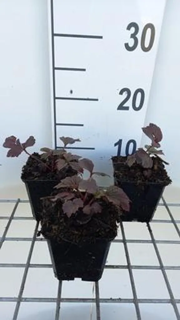 Plante pour terrain humide Rodgersia Chocolate Wings lot de 6 plants