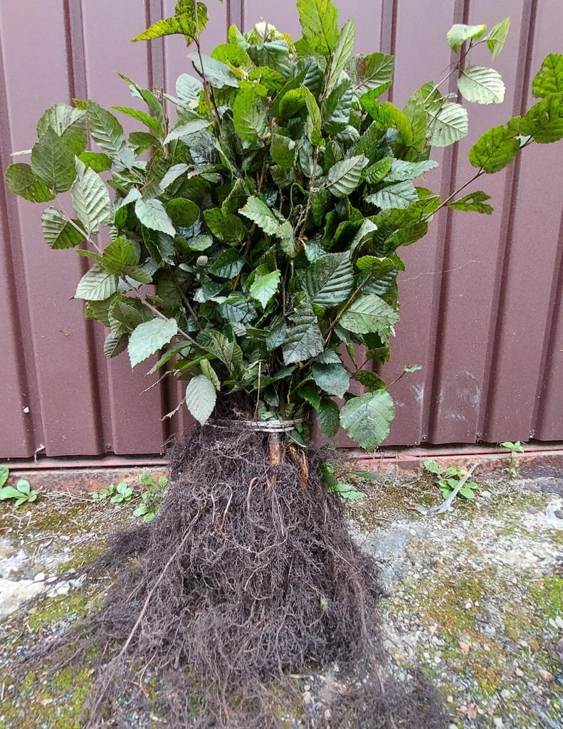 Hainbuche/ Hainbuchenhecke/ Buche/ Weißbuche (Carpinus Produktbild 