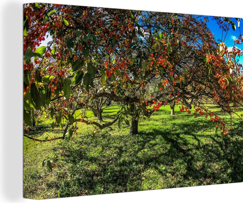 OneMillionCanvasses - Leinwandbilder - 140x90 cm, Riesiger Apfelbaum voller Äpfel im Obstgarten, Wandbilder Kunstdruck Wanddekoration