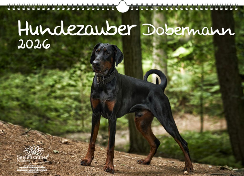 Hundezauber Dobermann DIN A3 Kalender für 2026 Welpen und Hunde - Seelenzauber