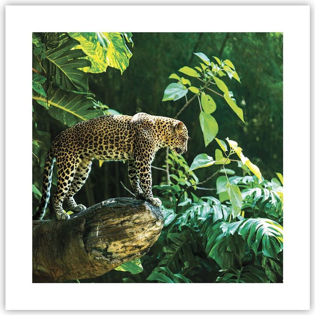 Poster - Poster ohne Rahmen - Dschungel Leopard Panther - 40x40 cm - Wand Bild - Wanddeko - Wandbilder - Kunstposter - Wandposter - Bilder - Kunstd...