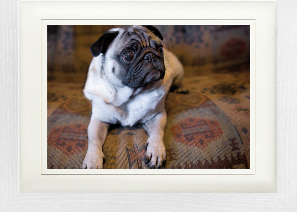 Hunde Gerahmtes Bild Mit Edlem Passepartout | Wand-Bilder | Im Bilderrahmen - Wann Gibts Fresschen? (30 x 40 cm)