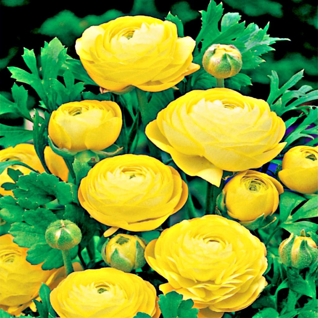 Ranunculus Renoncule jaune 5 pièces Renoncules plants Image du produit 