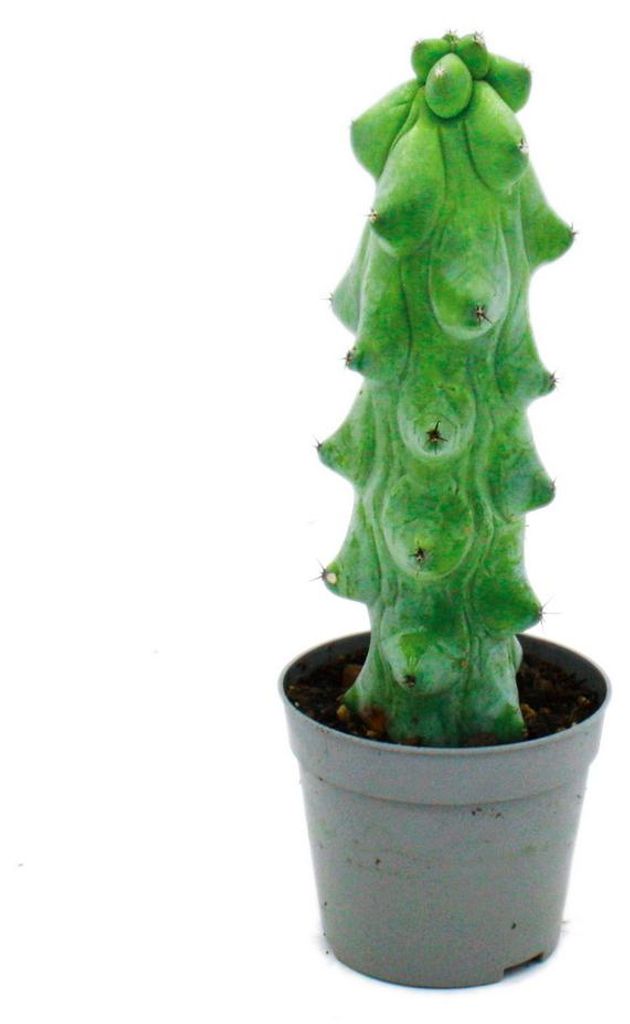 Myrtillocactus geometrizans cv. fukurokuryuzinboku – kaktus Obrázek produktu 