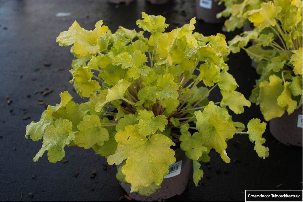 6 x Heuchera 'Lime Marmelade'®- Luzule pourpre - pot 9x9 cm Image du produit 