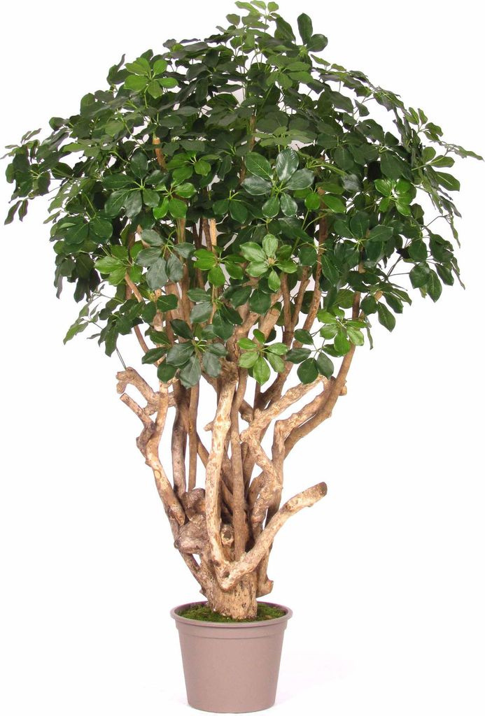 artplants.de Deko Schefflera TIERNO, Echtstamm, grün, 200cm - Italy - Künstliche Schefflera