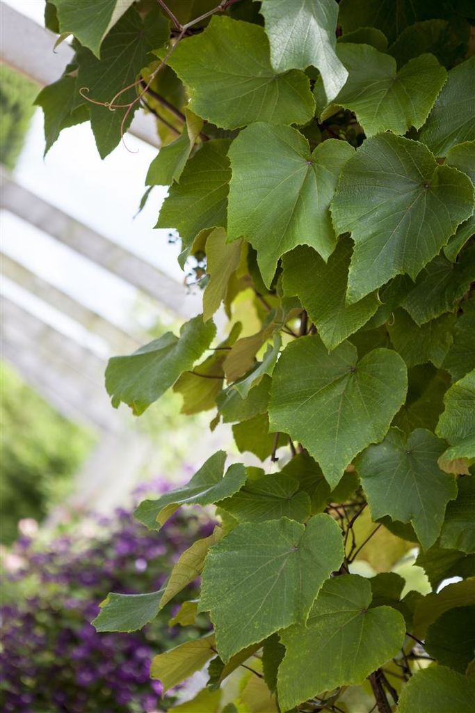 Vitis vinifera coignetiae, Zierwein, 60–100 cm Produktbild 