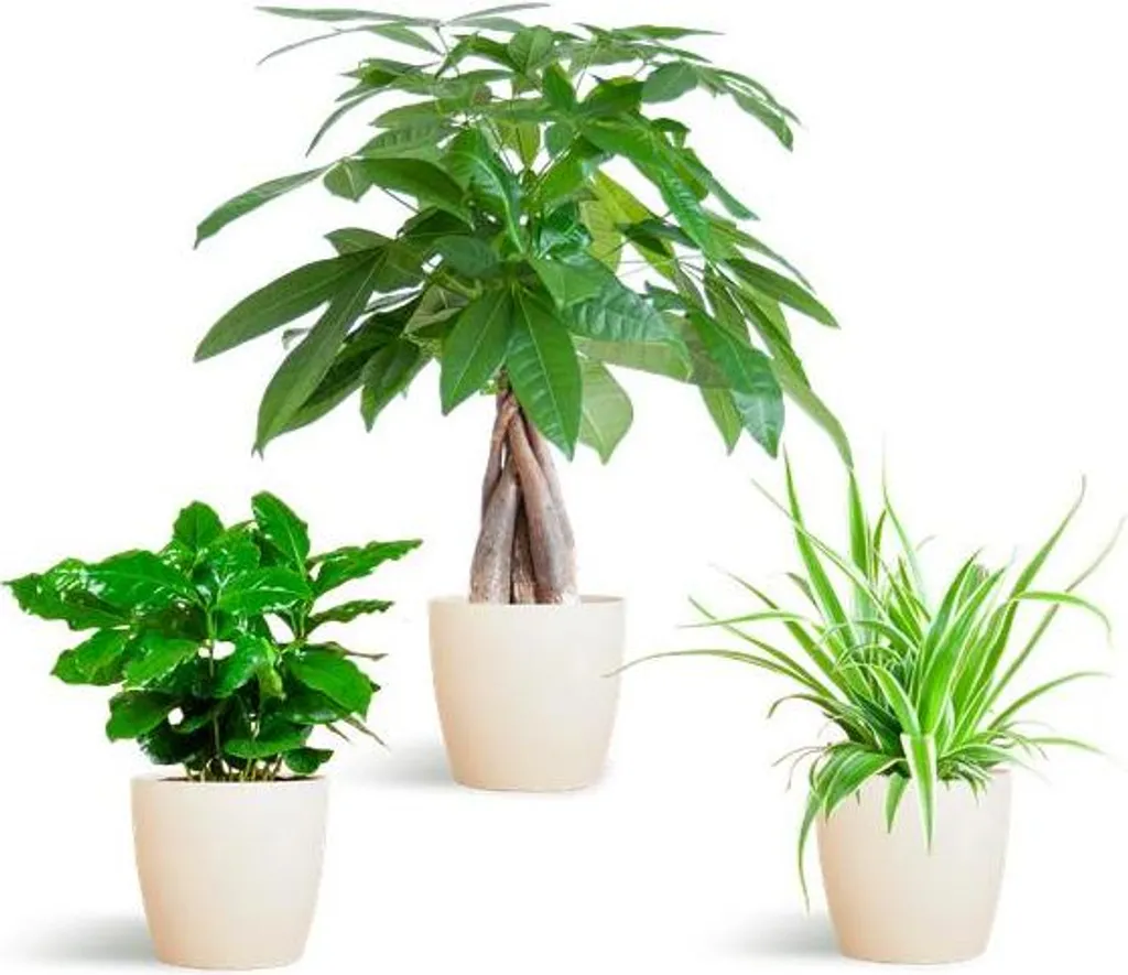 Plantes d'intérieur Pet-Friendly avec cache-pots Viber blancs - Lot de 3