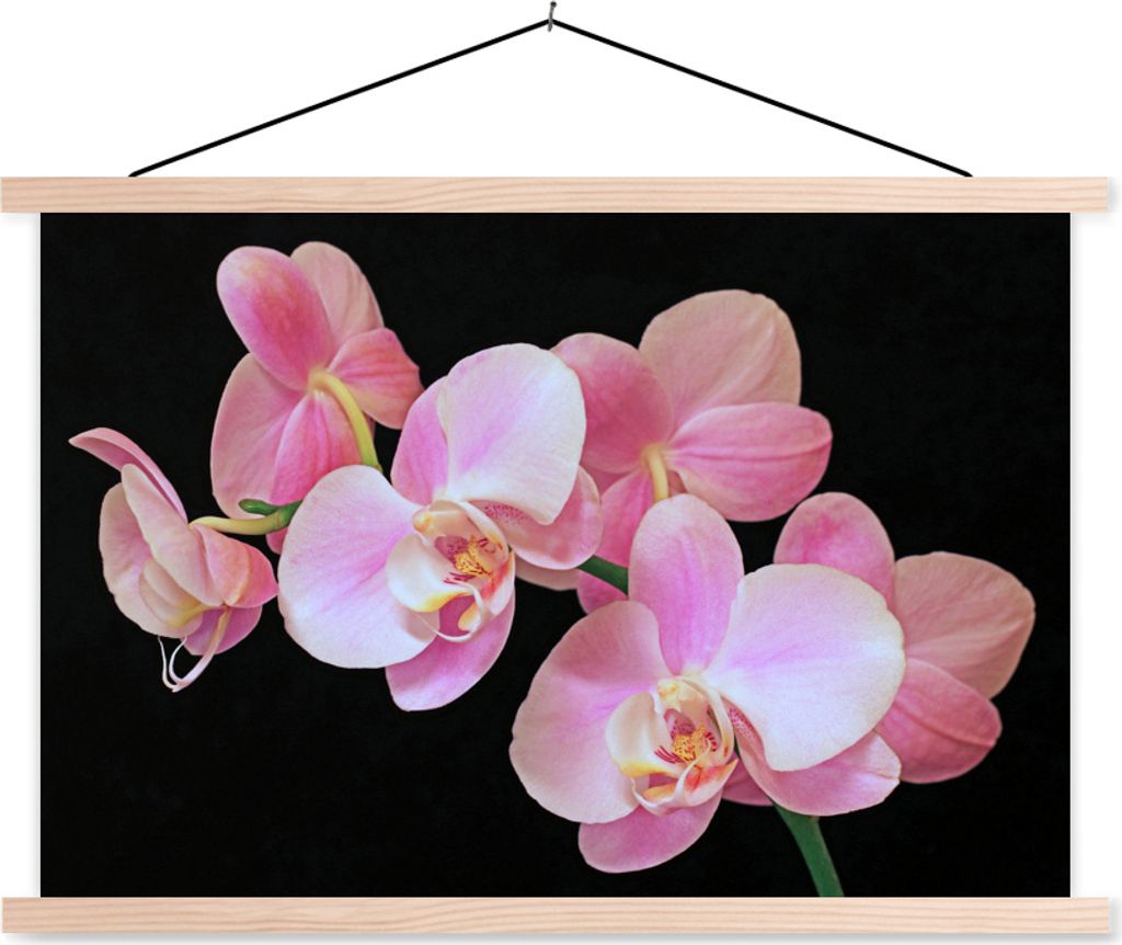 MuchoWow Textilposter Eine Nahaufnahme von rosa Orchideen auf einem schwarzen Hintergrund 60x40 cm mit holzfarbenen Rahmen - Bilder