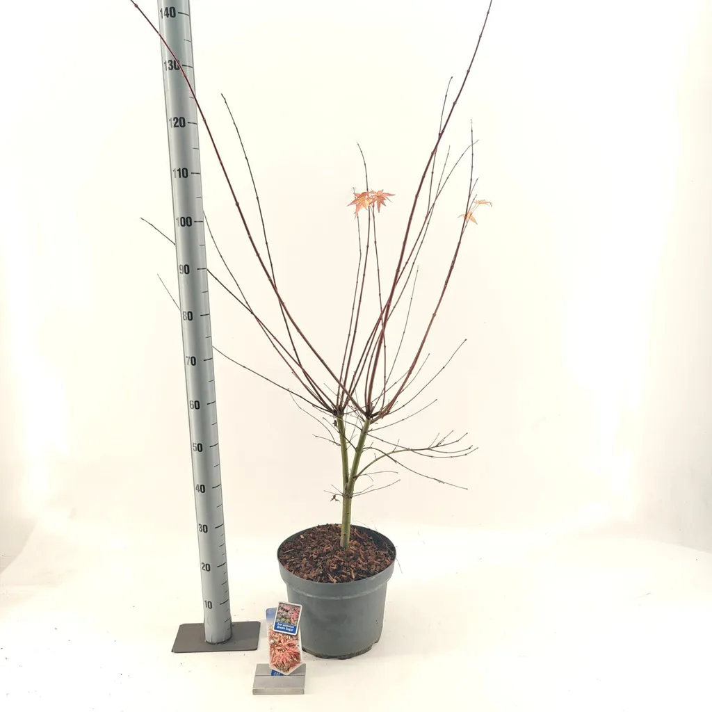 Aménager un jardin zen avec l'Érable du Japon Brown Sugar 100-125 cm