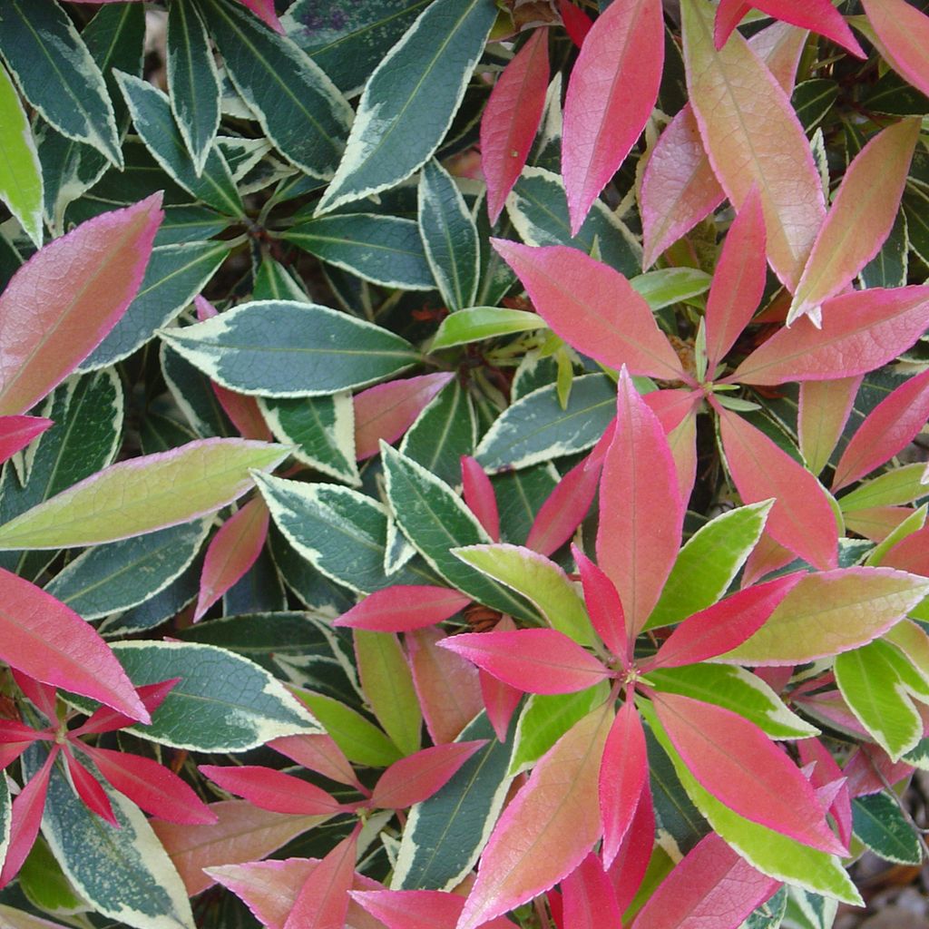 Schattenglöckchen - Pieris 'Flaming Silver' | 30-40 cm in Container